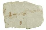 Fossil Samarae (Winged Seeds) and Plant Fragment Plate - Utah #356610-1